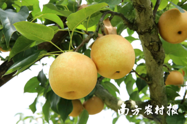 万宝优配 7月15日正式开摘，连州水晶梨邀你甜蜜一夏