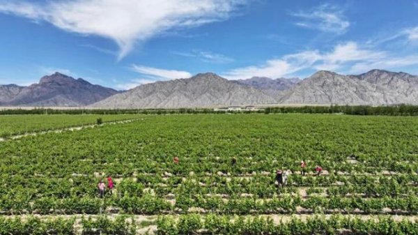 米涂配资 英媒：中国这类产品品质远超西方想象